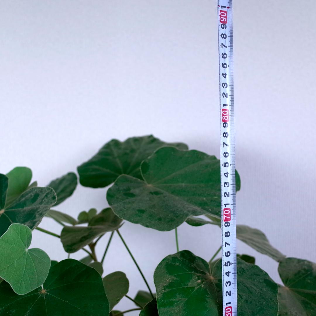 フィルミアナ・フルゲンス　Firmiana fulgens　塊根植物コーデックス