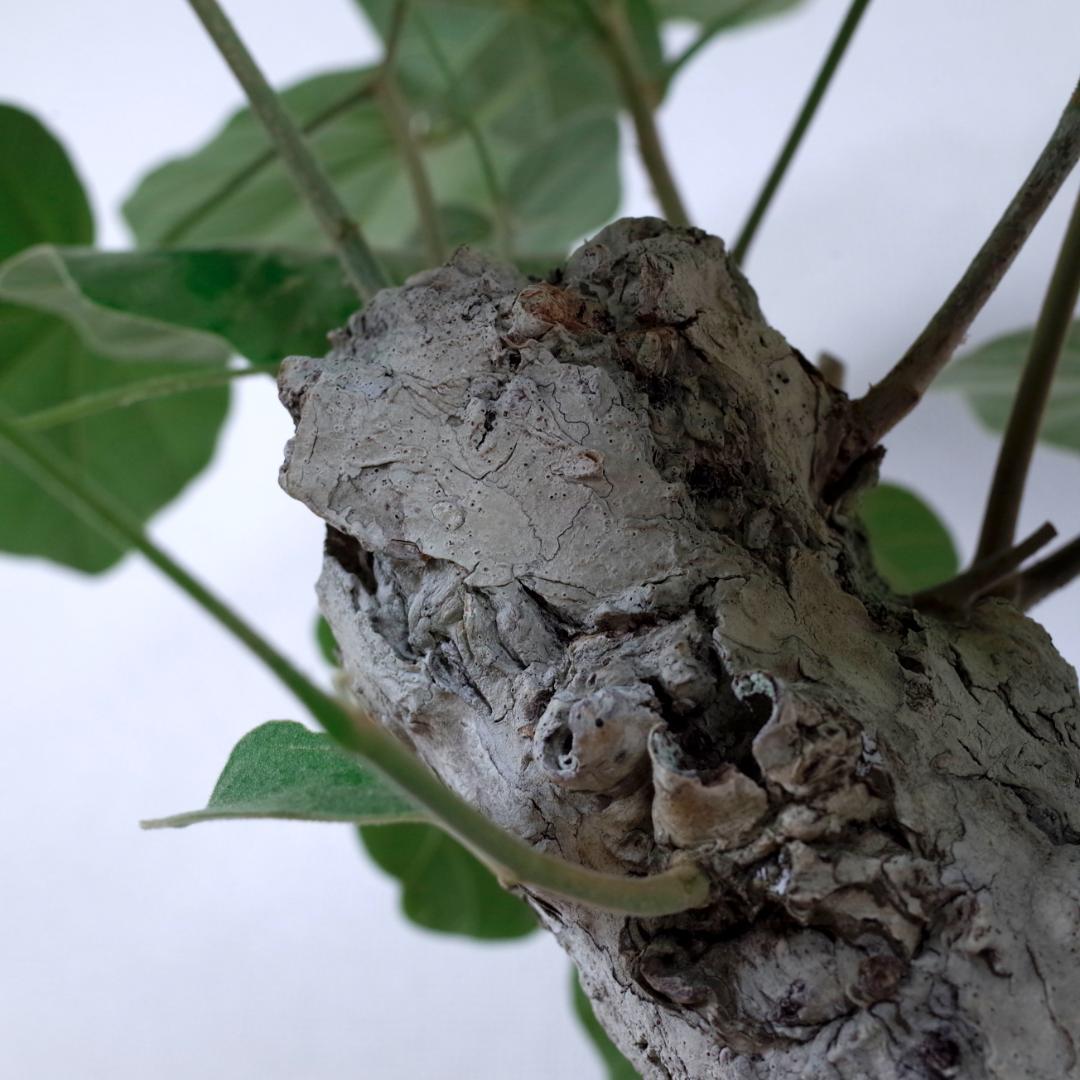 フィルミアナ・フルゲンス　Firmiana fulgens　塊根植物コーデックス