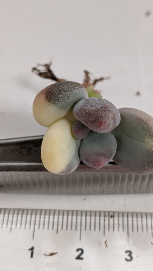 おれんおれん様❤確認ページ❤