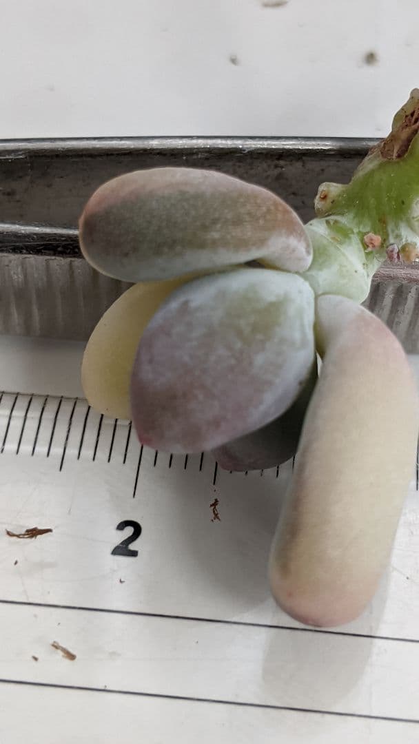 おれんおれん様❤確認ページ❤