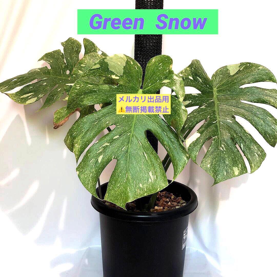 希少大株　斑入りモンステラ　デリシオーサ　グリーンスノー　9号鉢植え発送　葉5枚