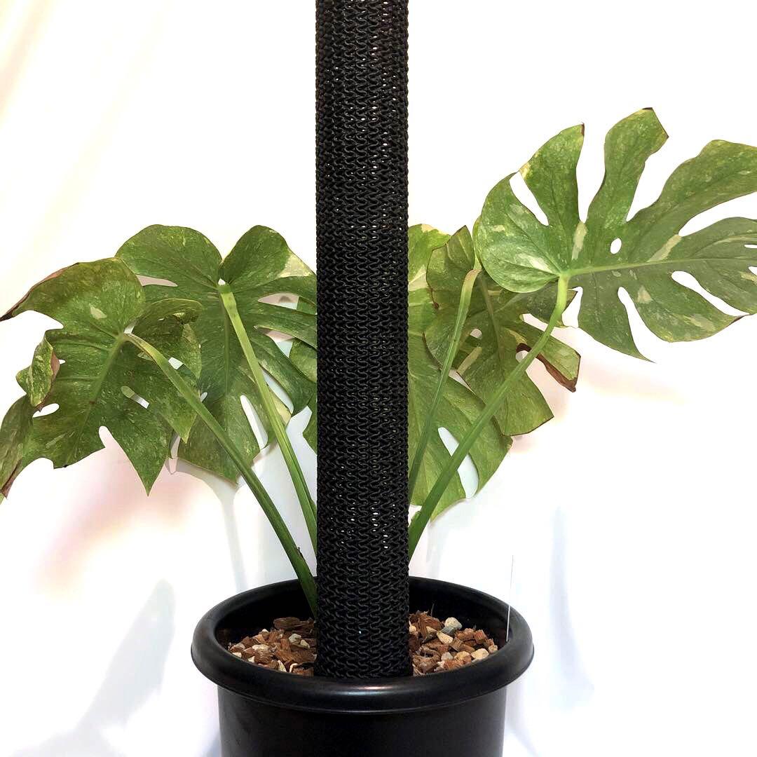 希少大株　斑入りモンステラ　デリシオーサ　グリーンスノー　9号鉢植え発送　葉5枚