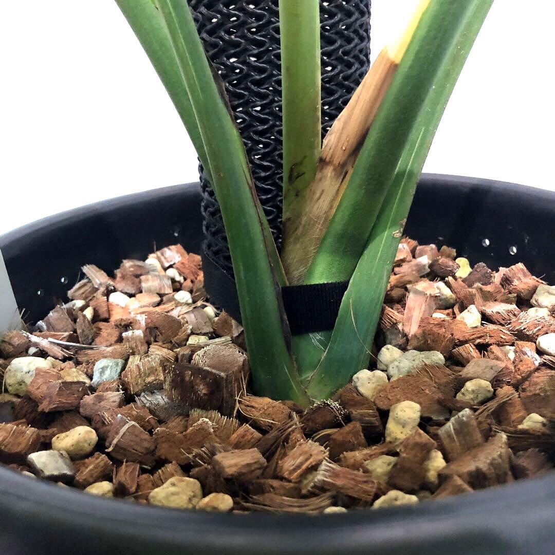 希少大株　斑入りモンステラ　デリシオーサ　グリーンスノー　9号鉢植え発送　葉5枚