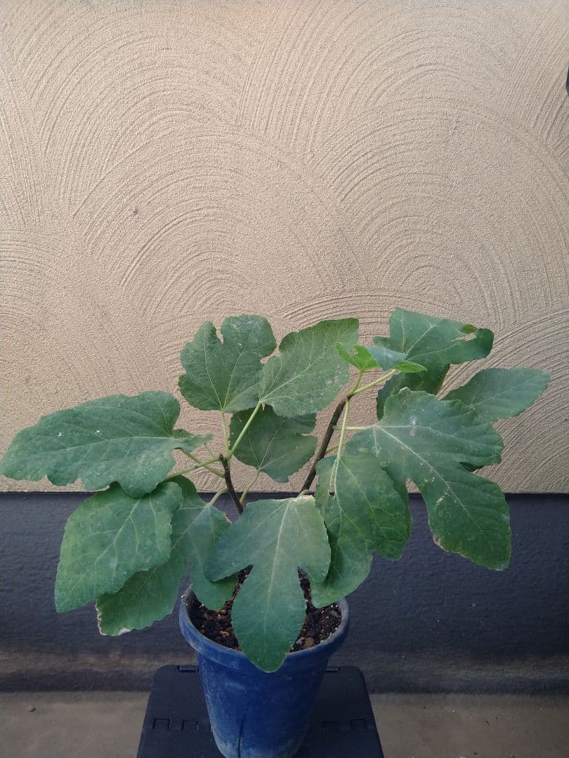 TNT イチジクの挿木苗