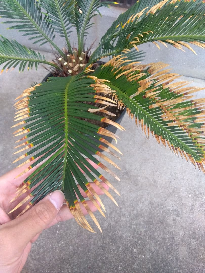 ひろこsan　金環ソテツ ７号鉢つき　特別個体❗子株2株つき❗　③