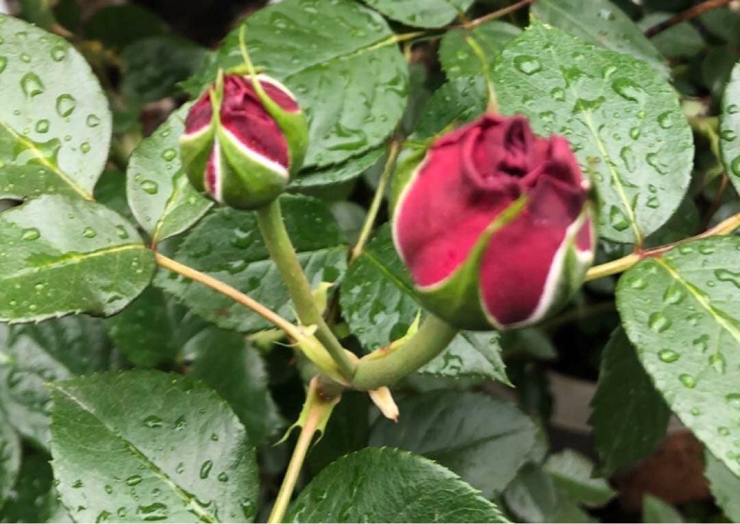 レッドピエールドゥロンサール薔薇苗木