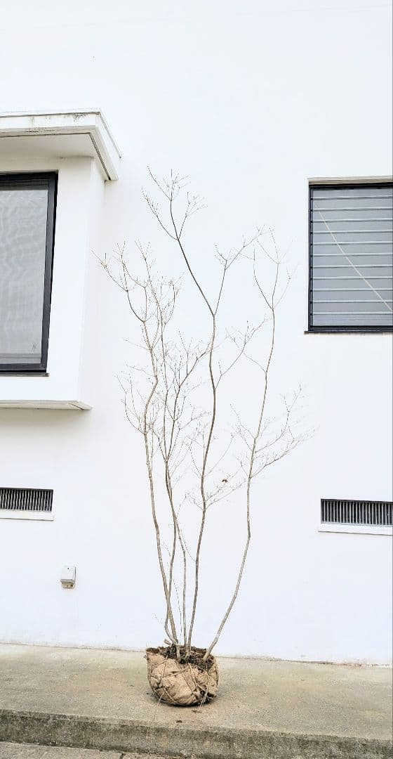 新春特価。山採りドウダンツツジ。