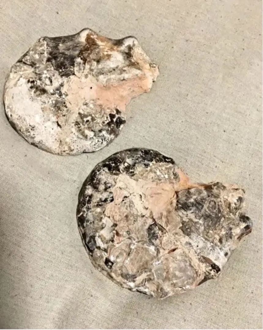 教材にも☆ アンモナイト 化石 スライス一対