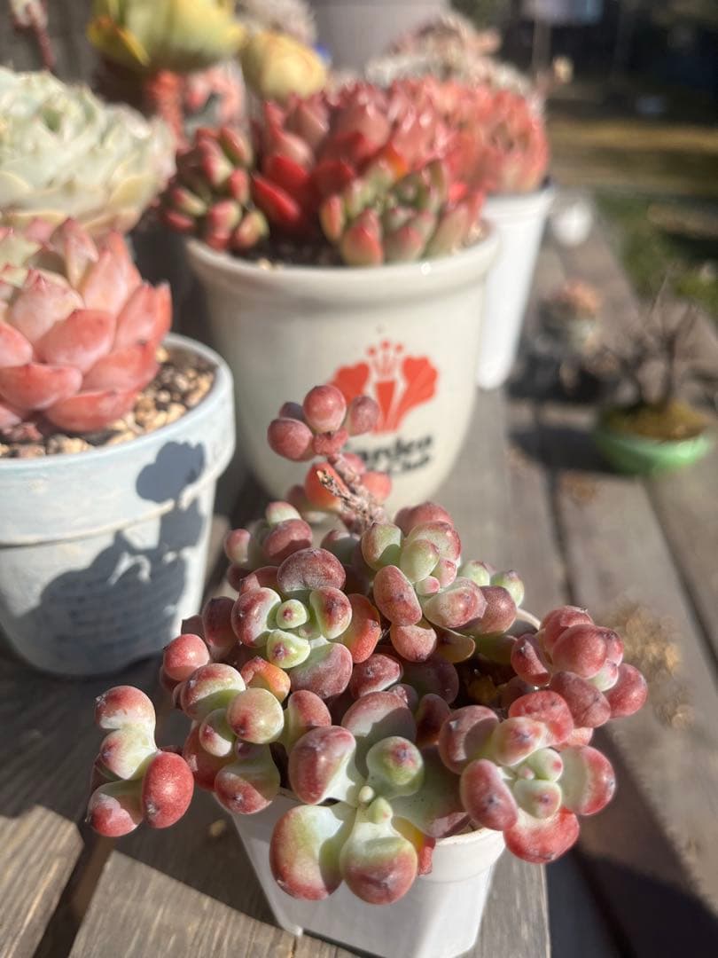 多肉☆コミックトム・10本・カット苗・セダム