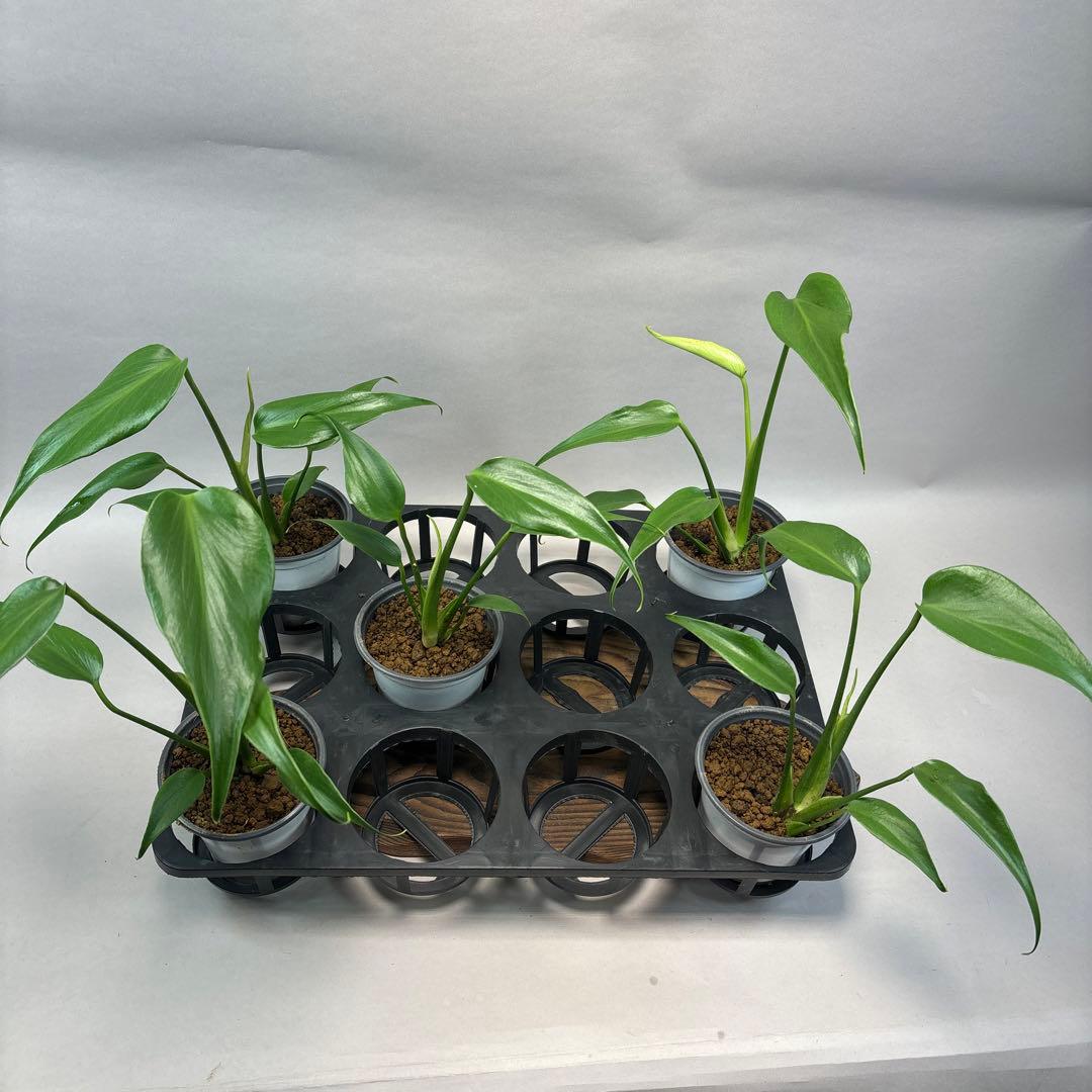 お*ぶ様 5株セットlsw648モンステラ バールマルクスフレーム