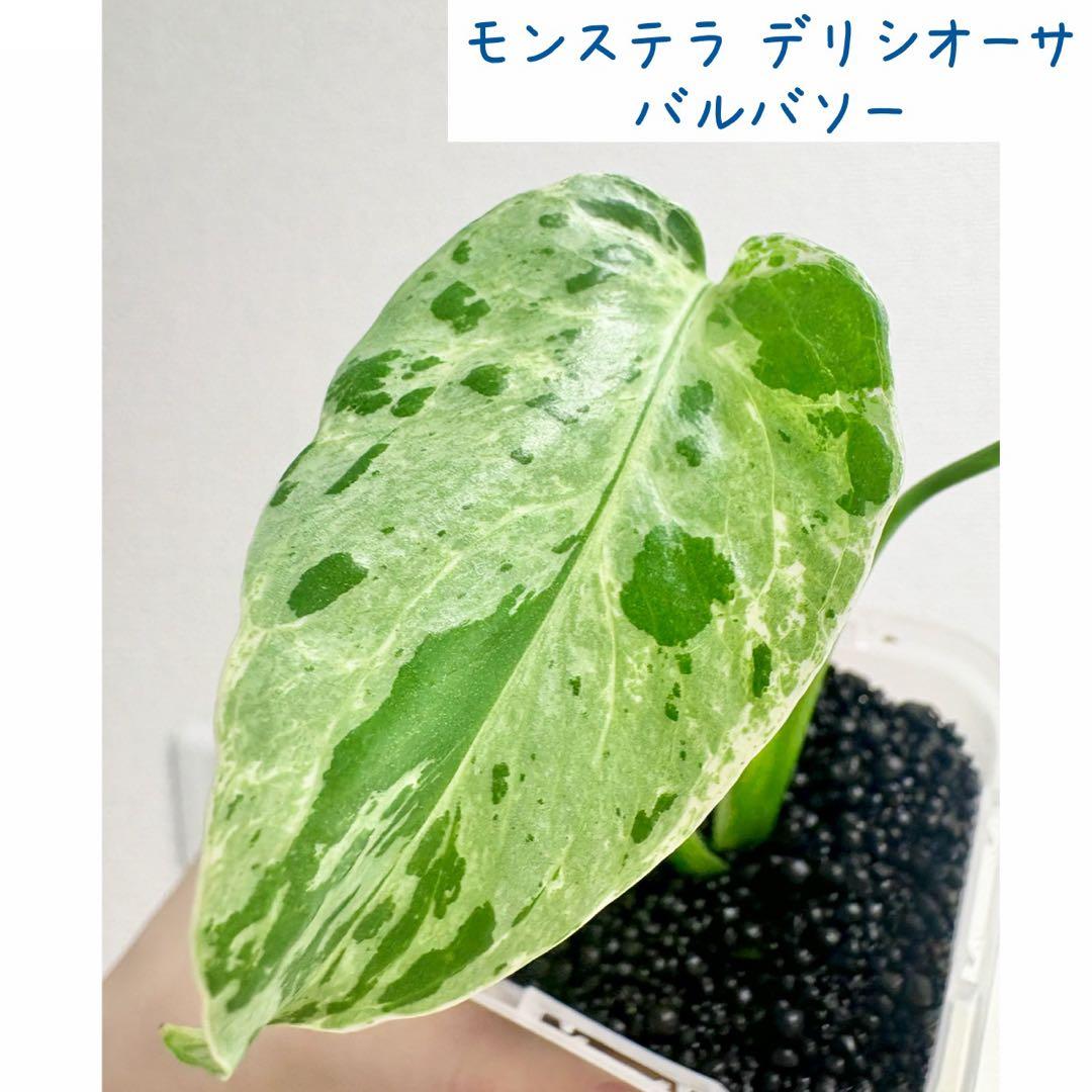 【レア】モンステラ デリシオーサ バルバソー　フシギダネ