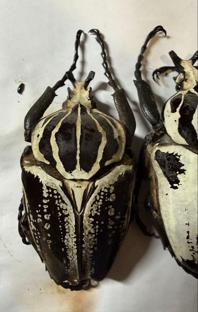 n*s様 カメルーン　ゴライアスオオツノハナムグリ　4頭　B品含みます