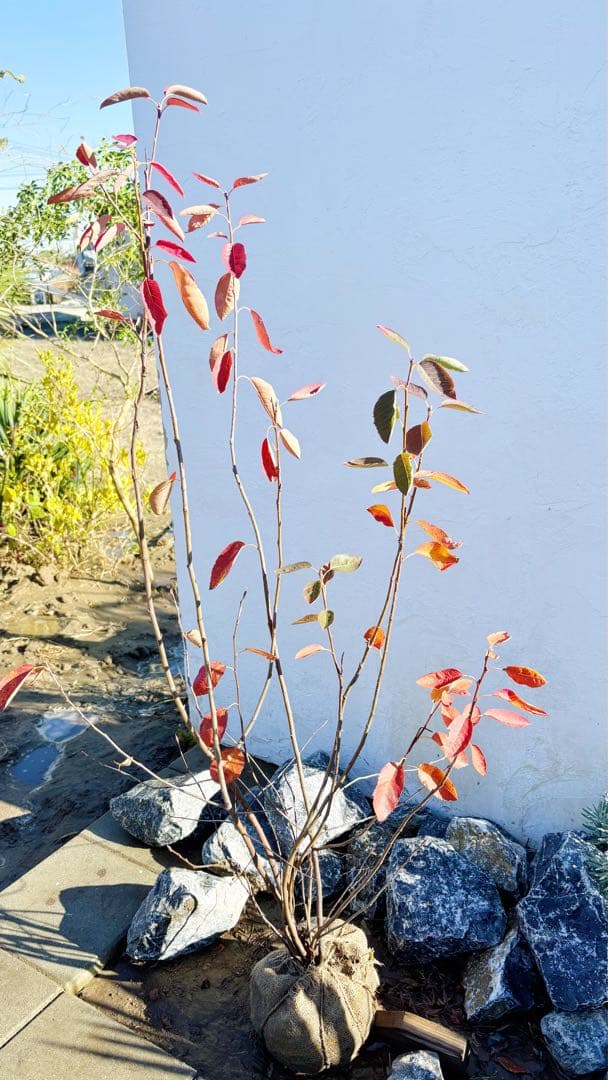 逸品 ジューンベリー株立ち1.4M(鉢底から)品番⑵