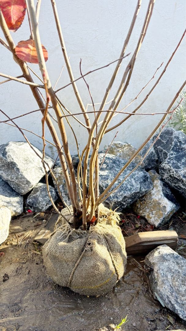 逸品 ジューンベリー株立ち1.4M(鉢底から)品番⑵