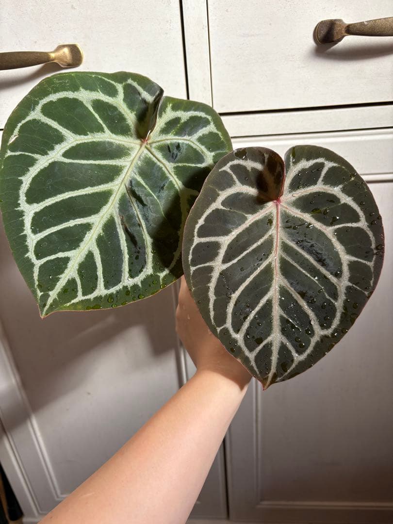 その他観葉植物 Anthurium Mystic A88