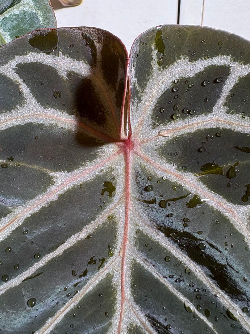 その他観葉植物 Anthurium Mystic A88