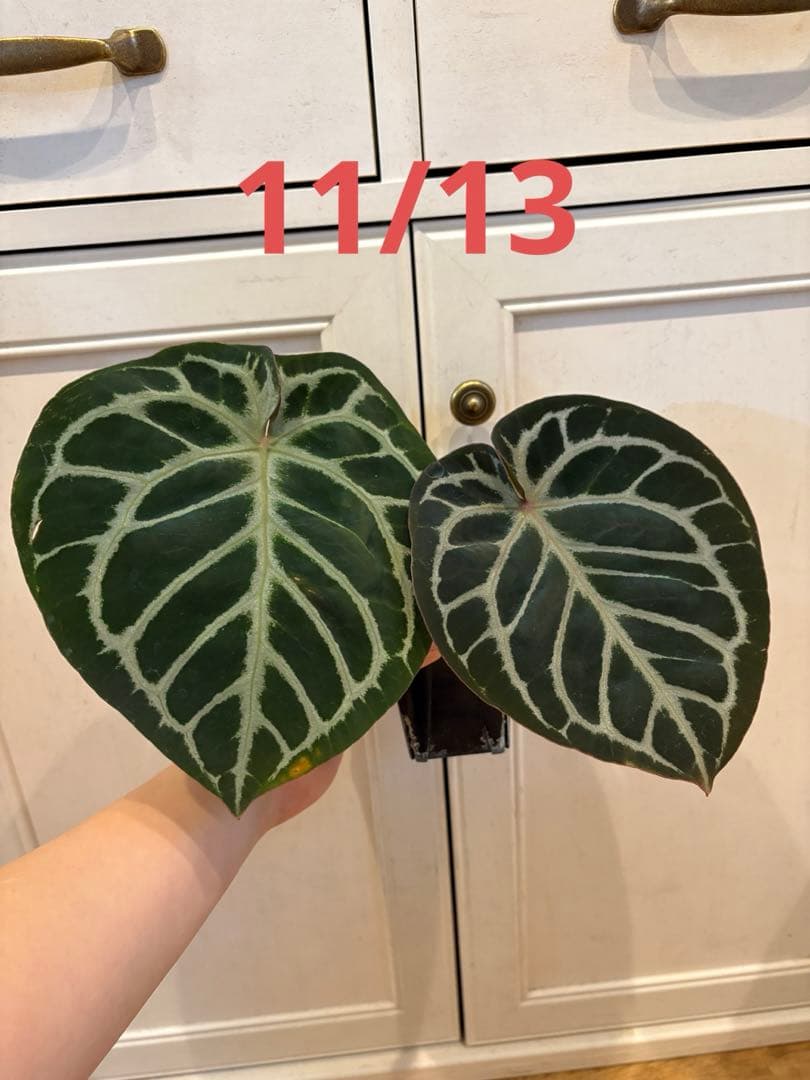 その他観葉植物 Anthurium Mystic A88