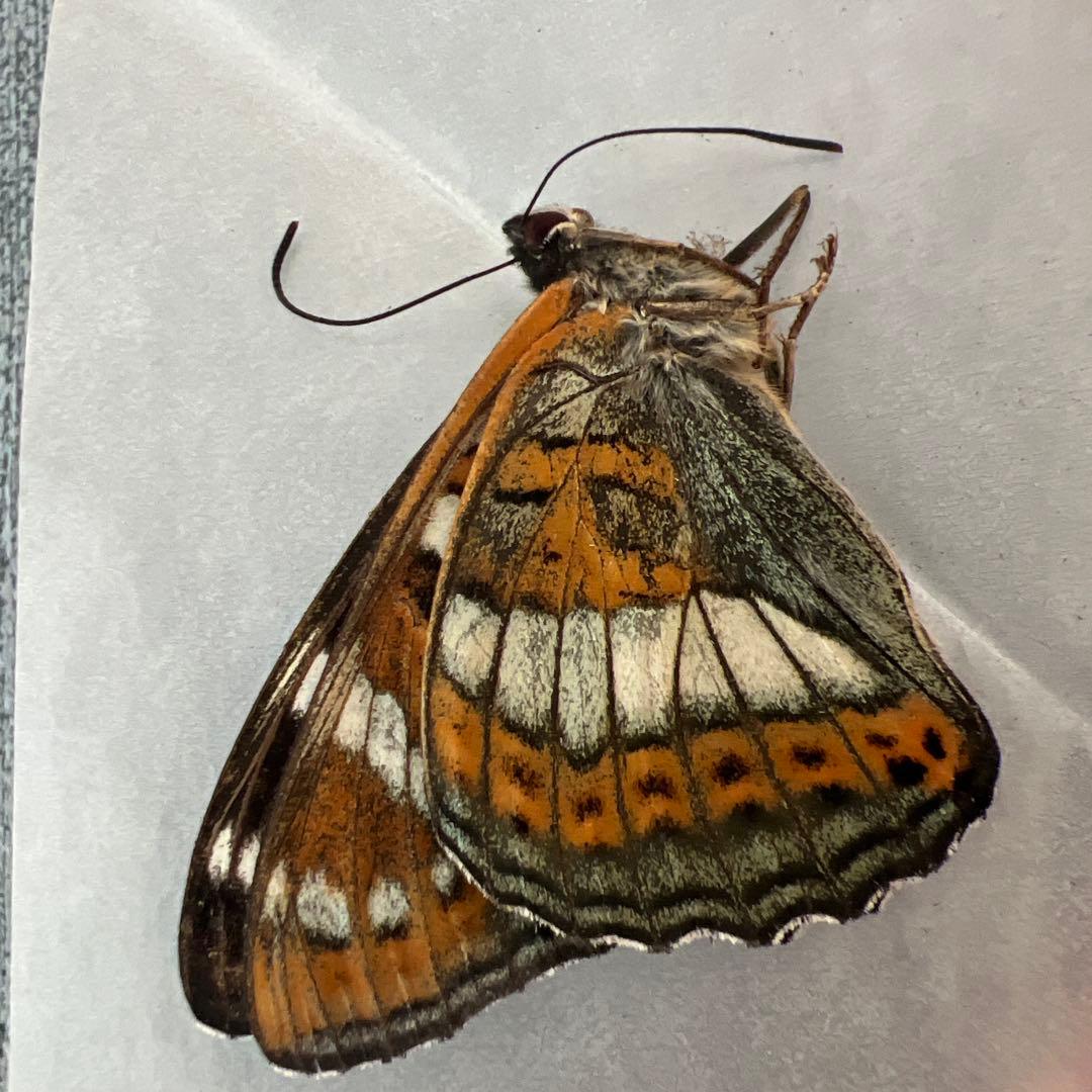 オオイチモンジ　モンゴル産10頭セット売り