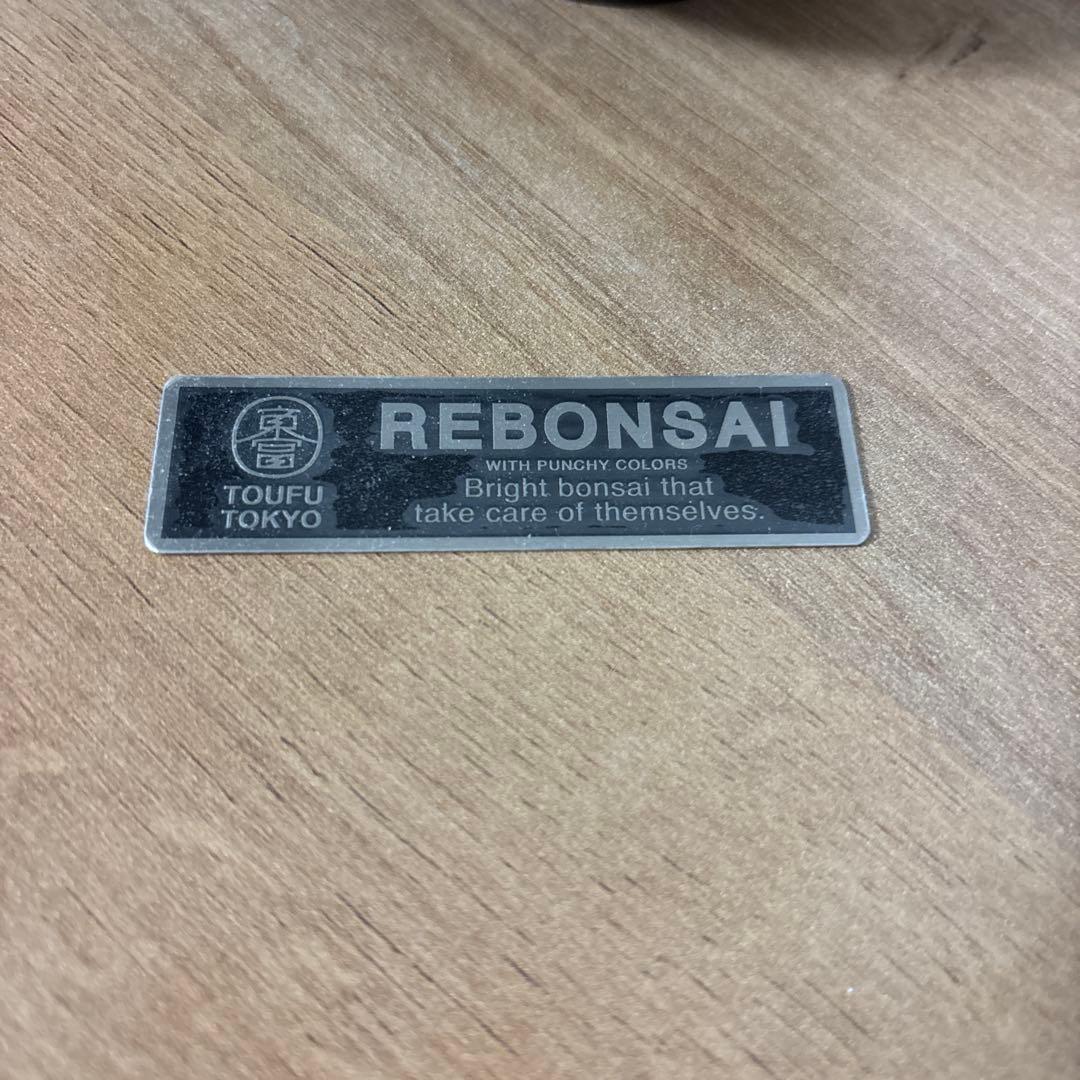 re盆栽　ドライ盆栽　達磨　TOUFU東京