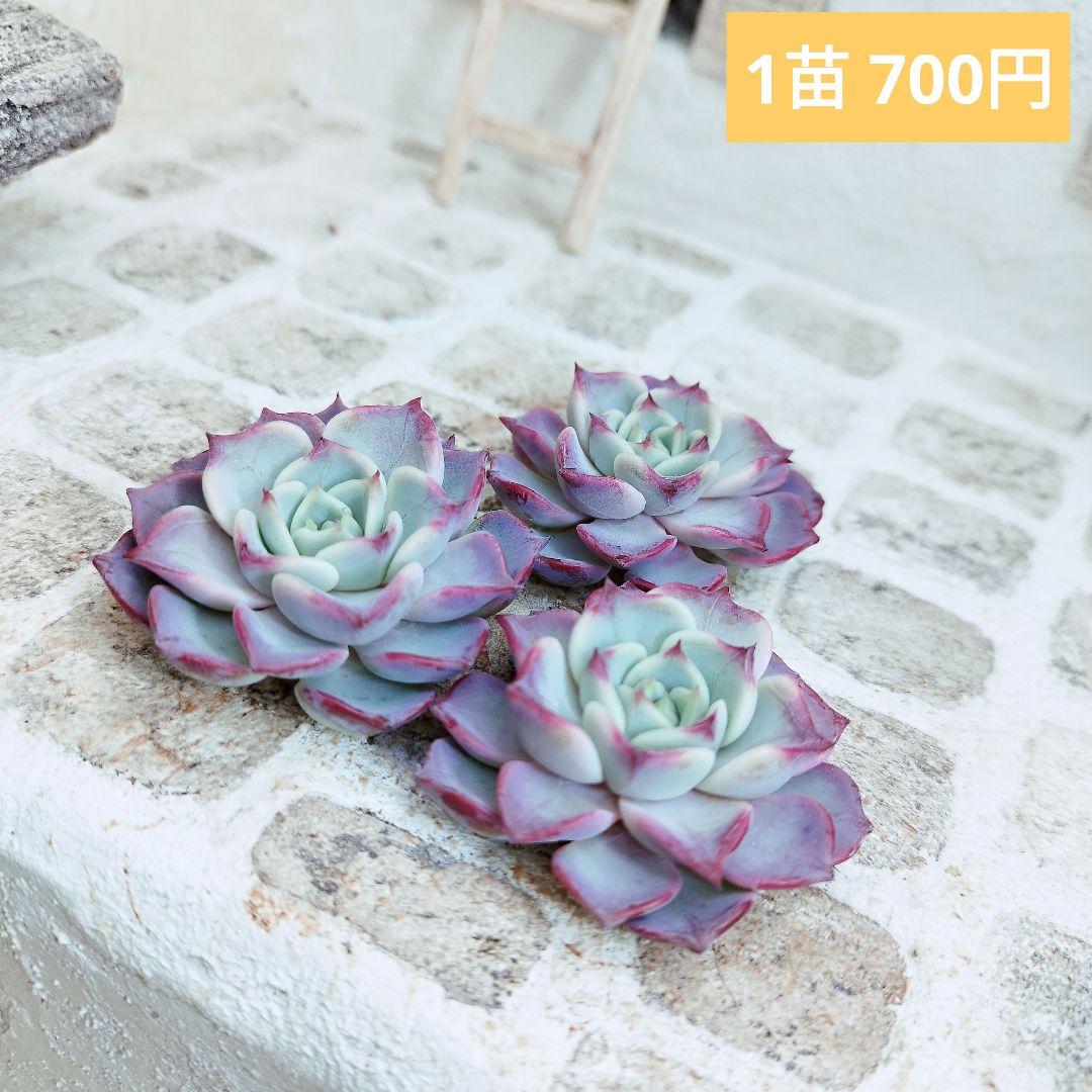 フェアリークイーン◎多肉植物 カット苗 韓国苗 エケベリア等