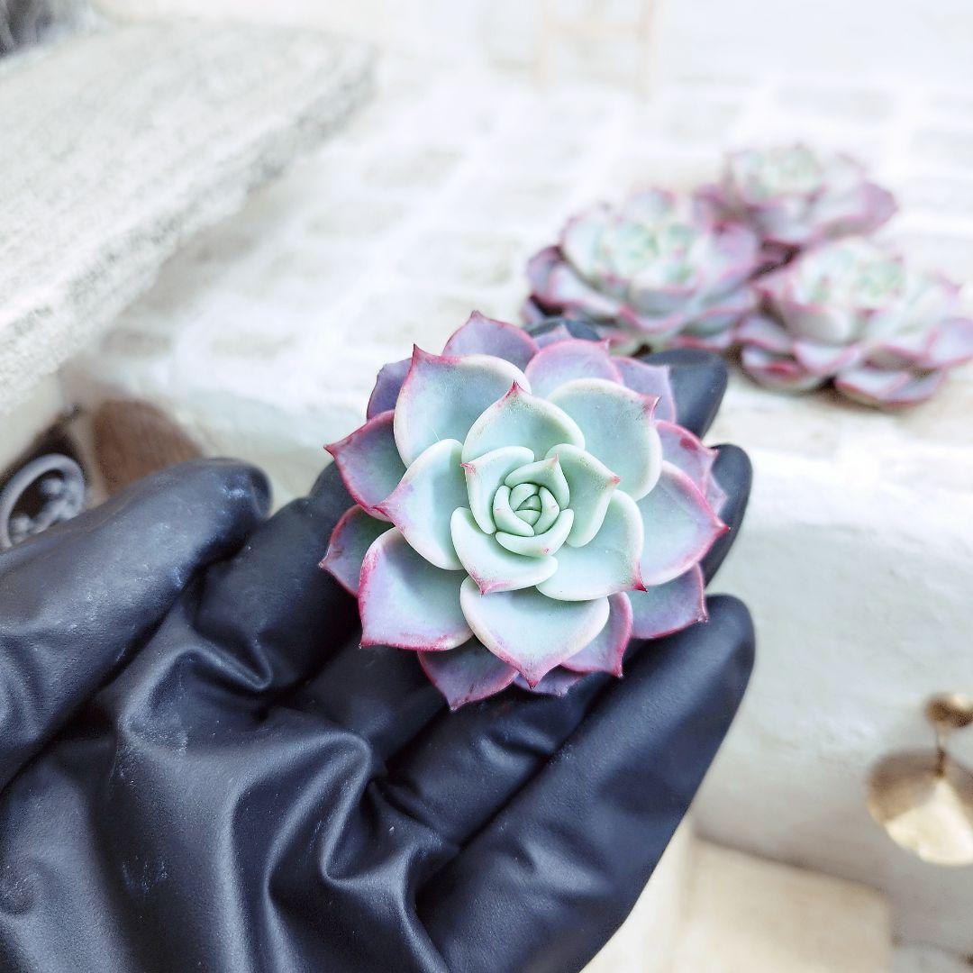 フェアリークイーン◎多肉植物 カット苗 韓国苗 エケベリア等