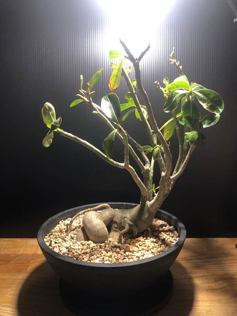 アデニウム アラビカム　盆栽仕立て　実生6年