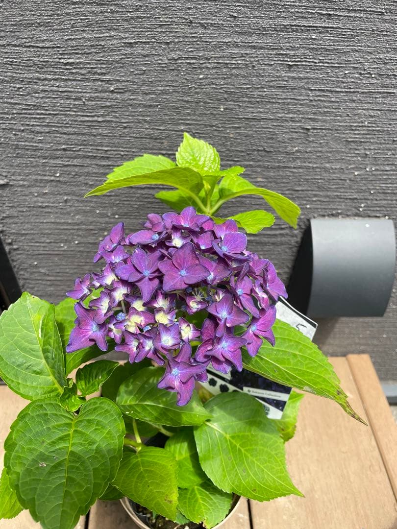 【花苗】ハイドランジア　ディープパープル　普通苗 タグ付き正規品　ポット毎発送
