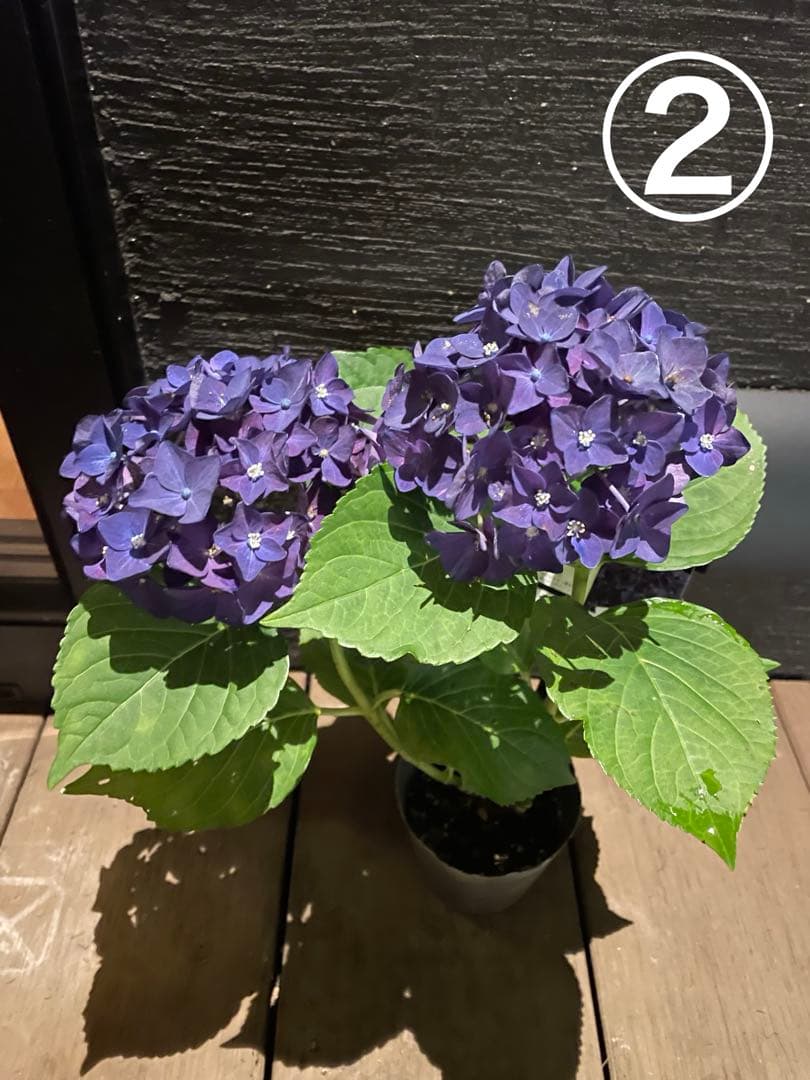 【花苗】ハイドランジア　ディープパープル　普通苗 タグ付き正規品　ポット毎発送