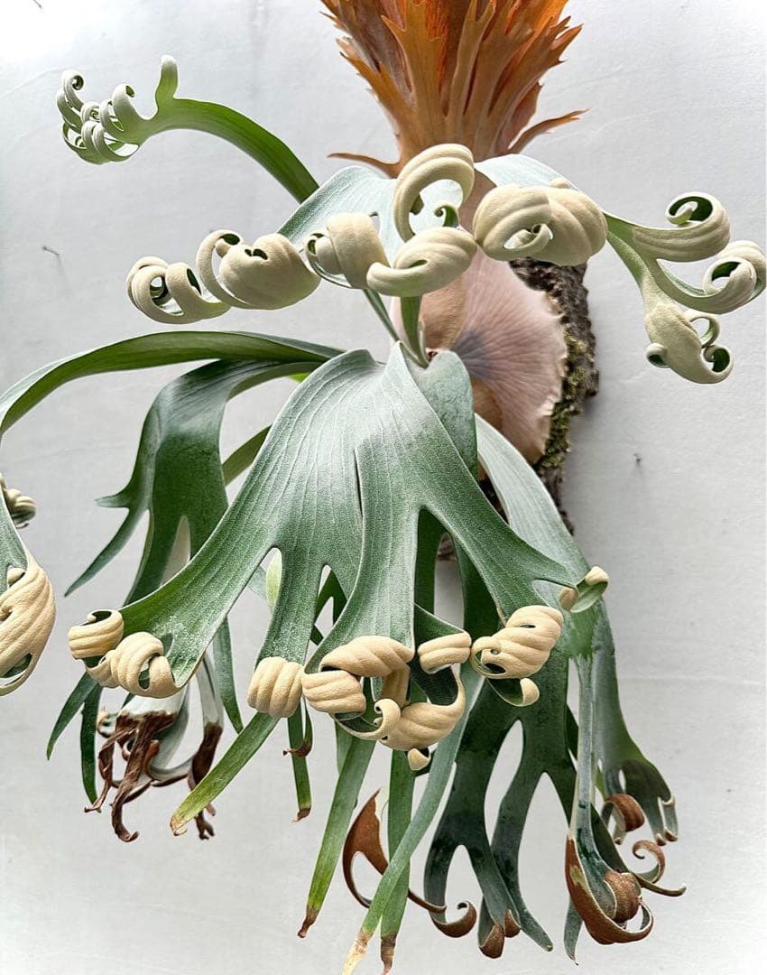 ビカクシダ P.Patra Garden#1