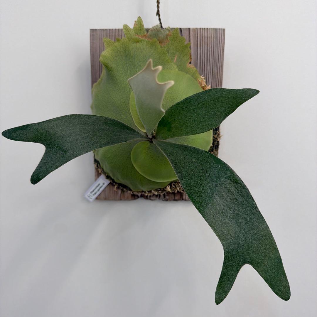 ビカクシダ P.Patra Garden#1