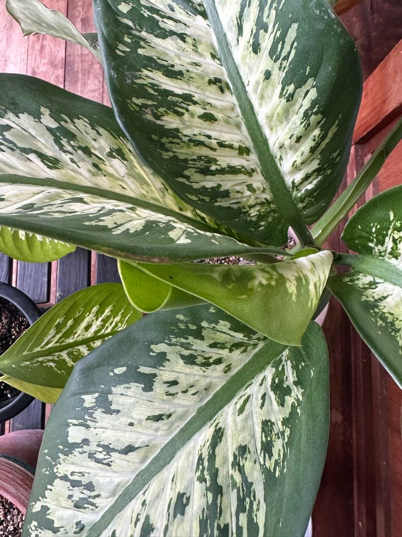 ディフェンバキア　大株　Dieffenbachiaseguine