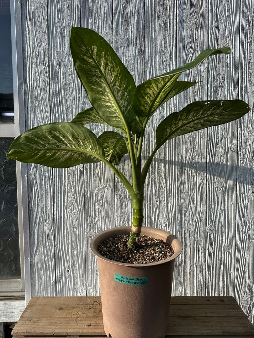 ディフェンバキア　大株　Dieffenbachiaseguine