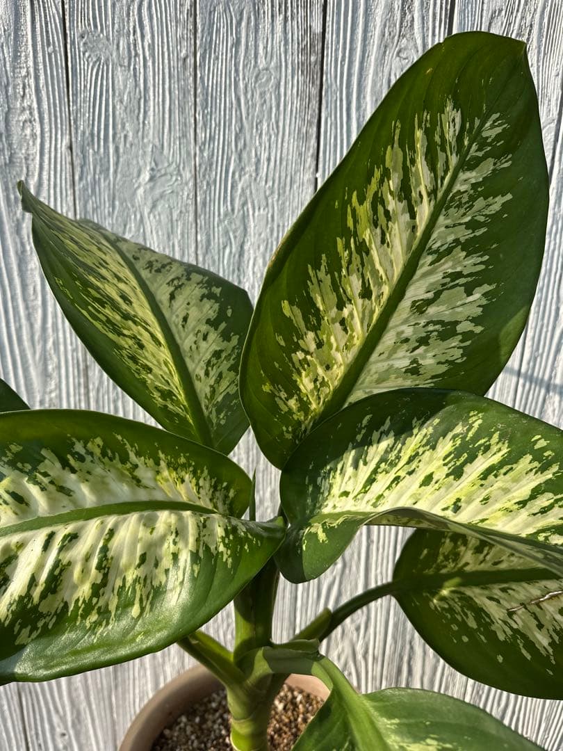 ディフェンバキア　大株　Dieffenbachiaseguine