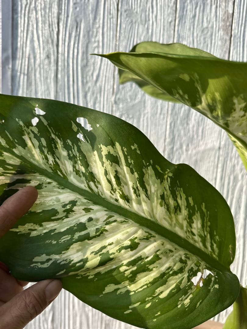 ディフェンバキア　大株　Dieffenbachiaseguine