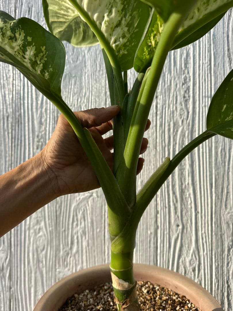 ディフェンバキア　大株　Dieffenbachiaseguine