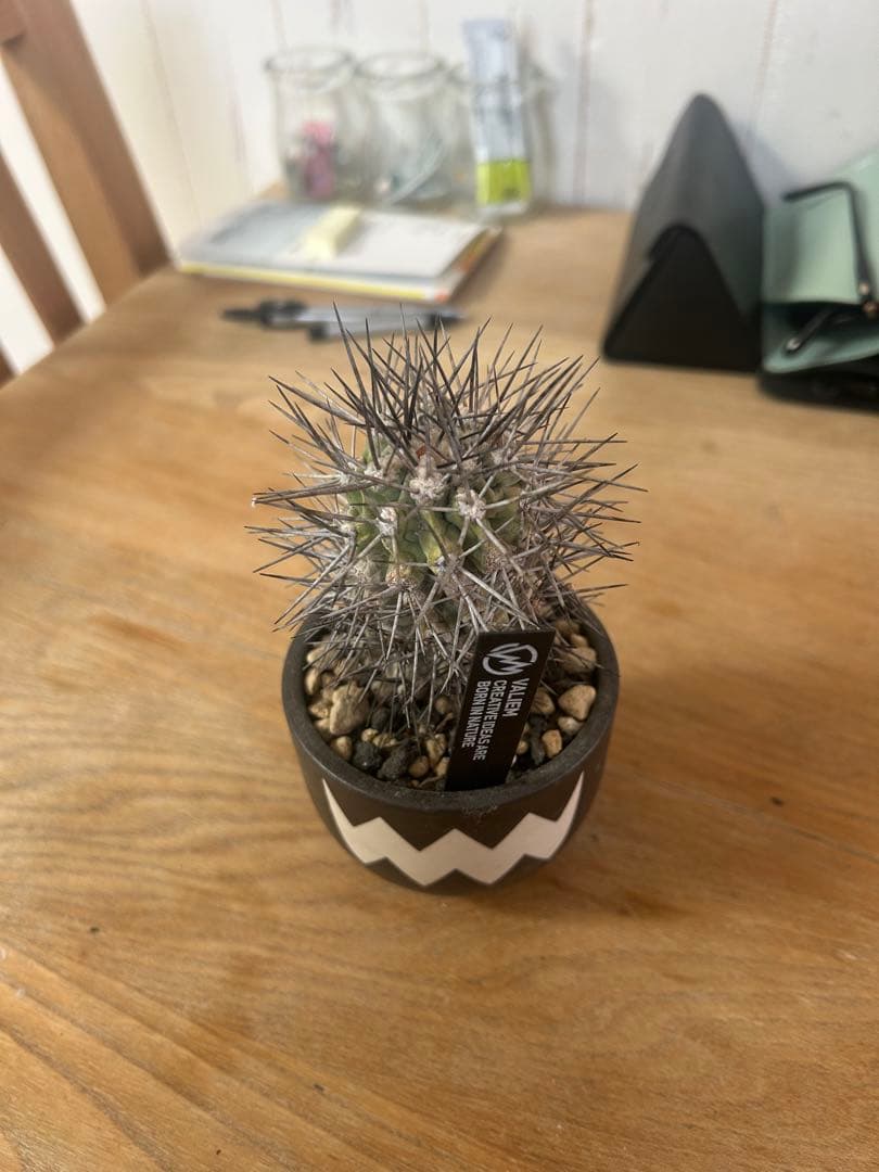 コピアポアグランディフローラ　発根済　VALIEM 植木鉢　バリエム