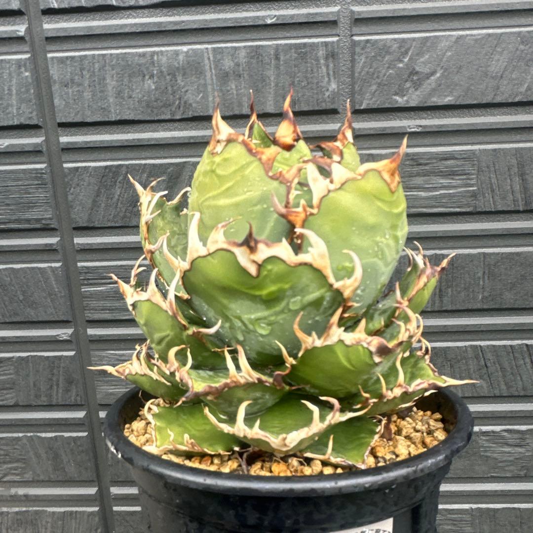 Lize 産　アガベ　シーザー