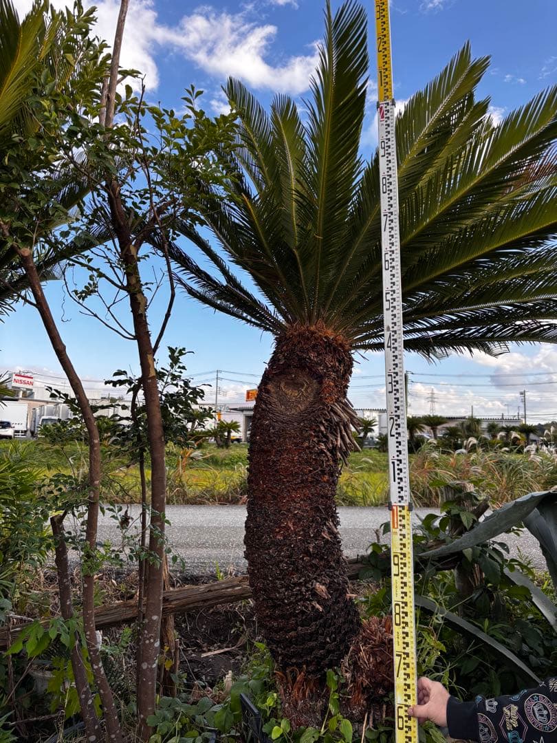 【現地引き取り限定】ソテツ 幹曲がり株 希少デザイン樹形 現品販売