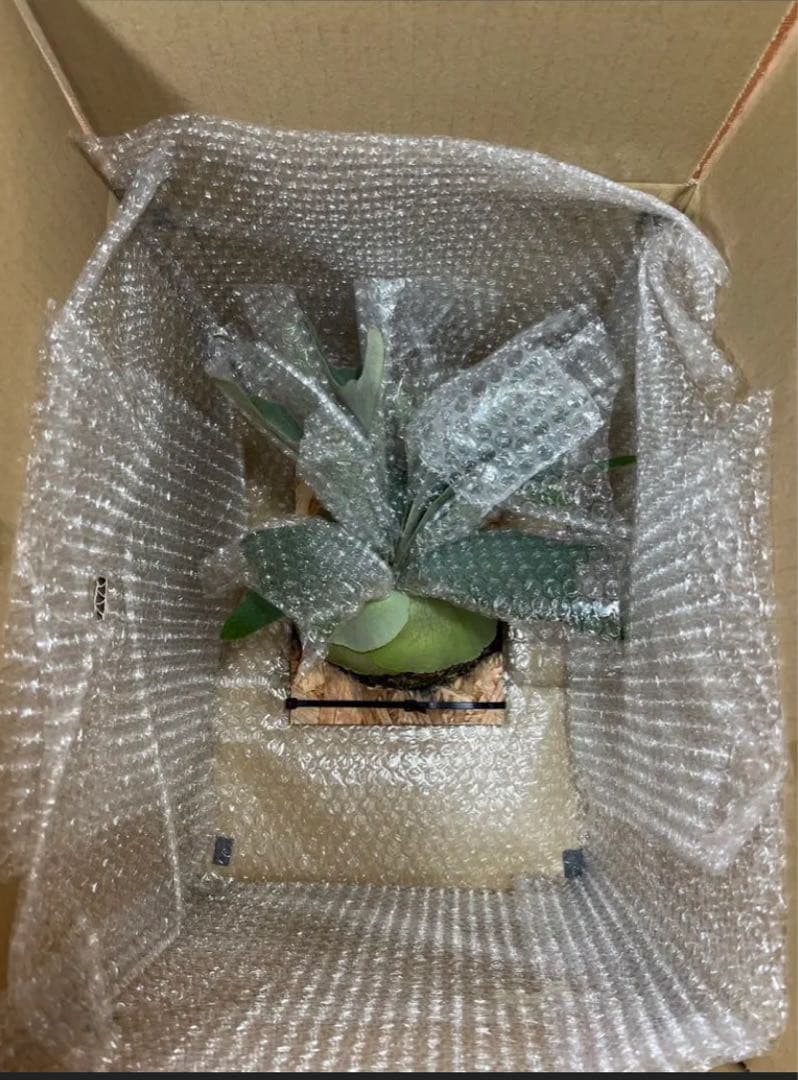 P.Rabbit moon OC ラビットムーン　オリジナルクローン