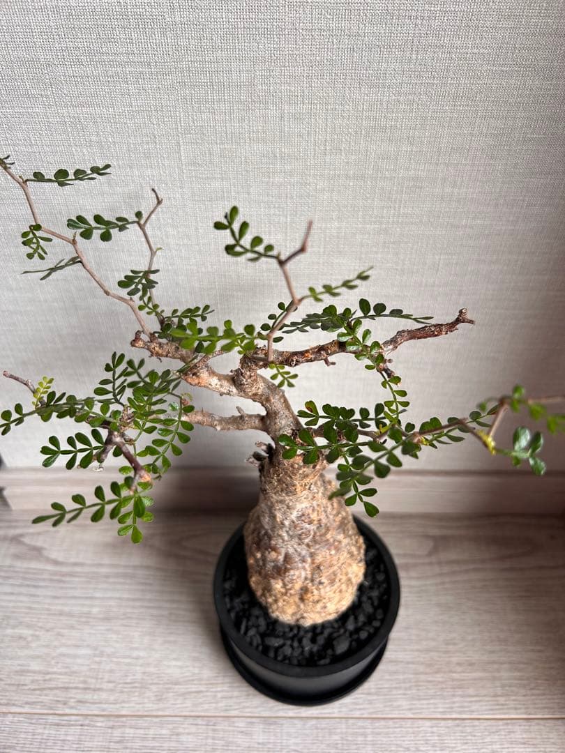 Ｒ*n様 【期間限定セール】オペルクリア・パキプス（現地株、発根済み）