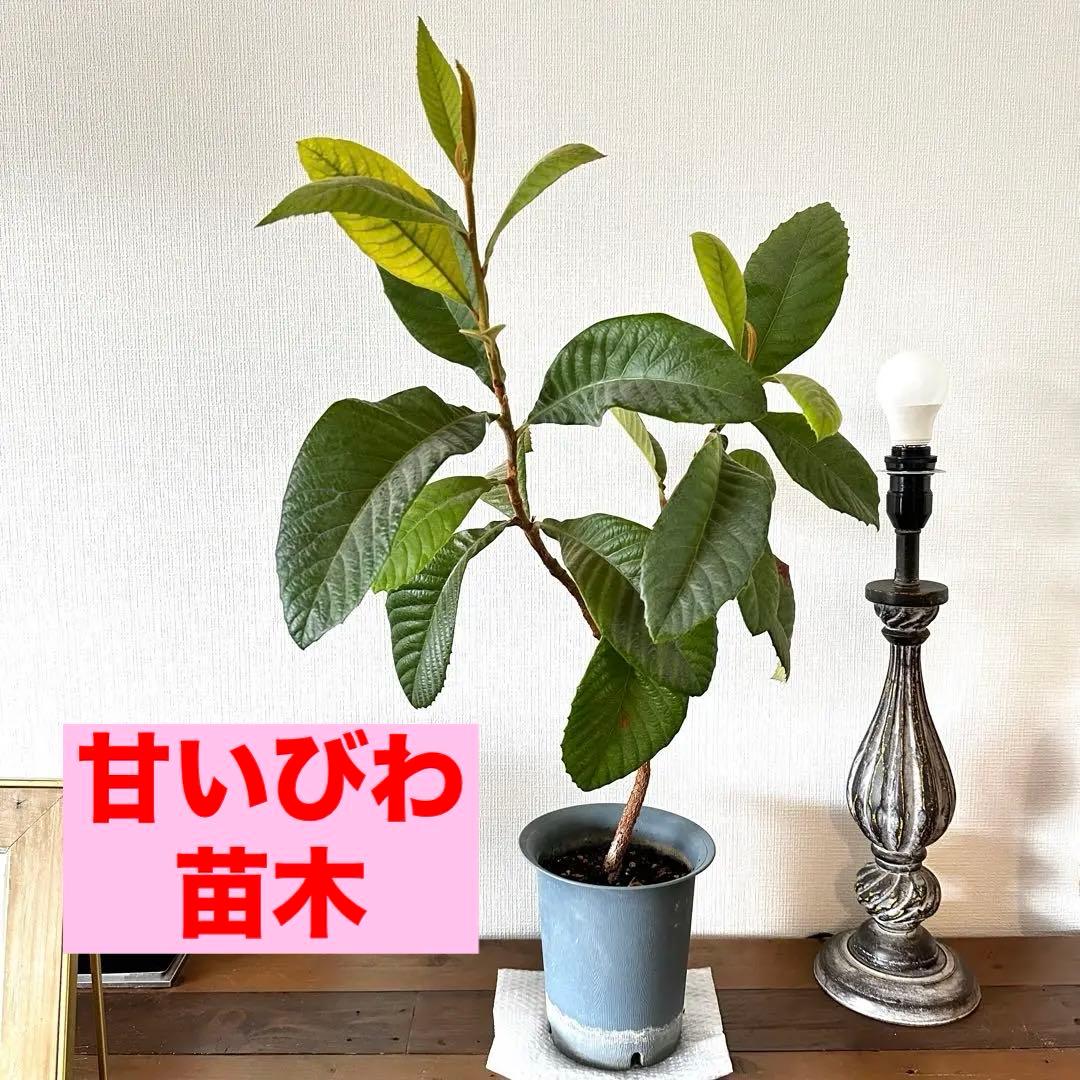 ③枇杷の木 枇杷の苗木 びわの苗木 びわの木 ビワの木　葉　枇杷の葉　びわの葉