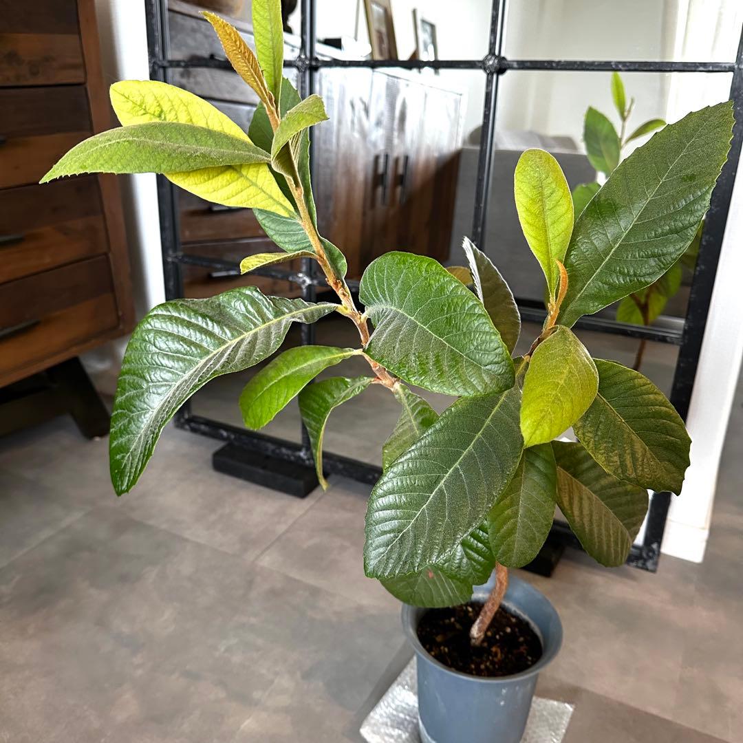 ③枇杷の木 枇杷の苗木 びわの苗木 びわの木 ビワの木　葉　枇杷の葉　びわの葉