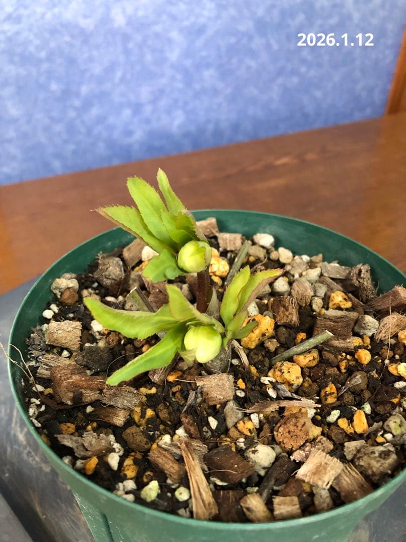 クリスマスローズ　原種　リグリクス①