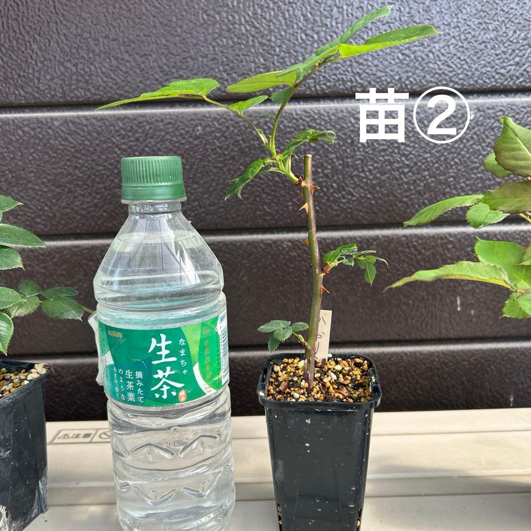 ワンコ　バラ苗