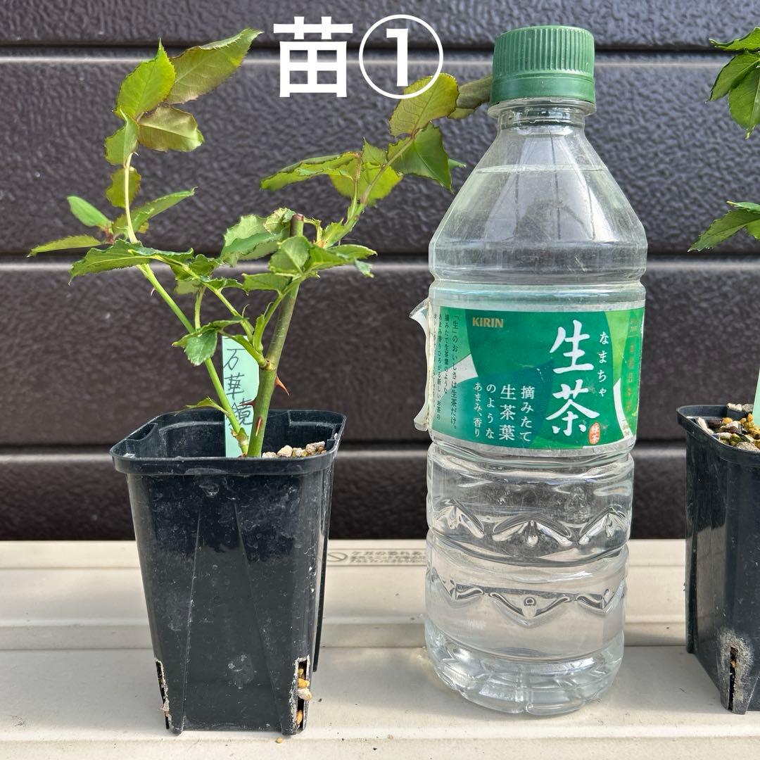 ワンコ　バラ苗