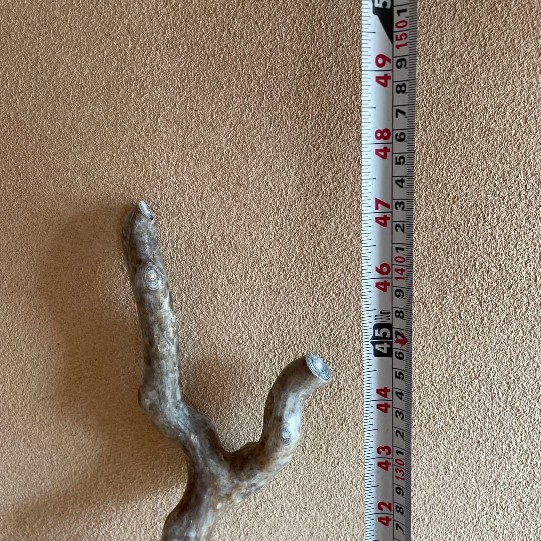 希少　海松珊瑚