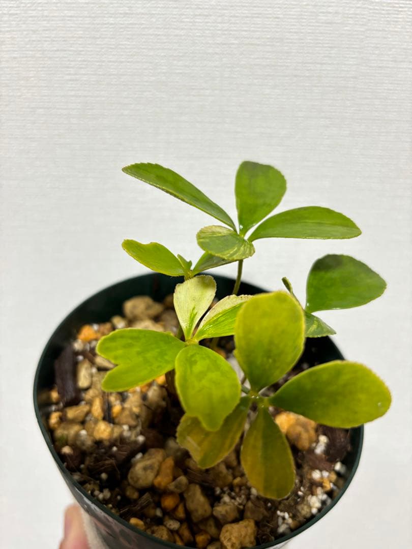 メキシコザミア斑入り　斑入りザミア　斑入りソテツ　黄金ソテツ　斑入り蘇轍