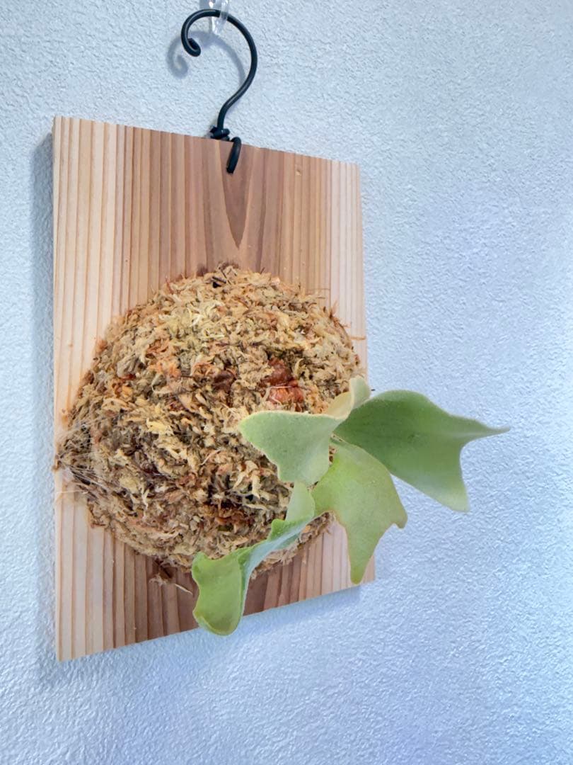 けー　ビカクシダ　ミックススポア1点