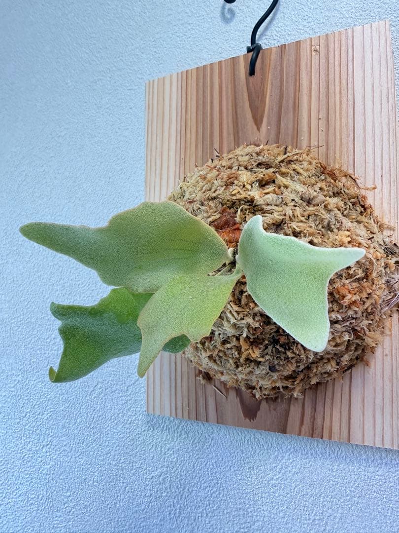 けー　ビカクシダ　ミックススポア1点