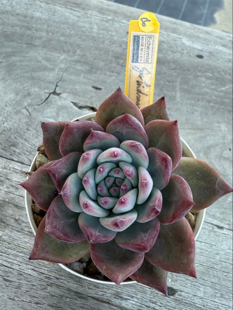 8 希少　SAMリンゼアナNo.6 カリフォルニア輸入　多肉植物